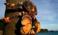 Unique communication of coconut crab