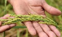 Unique delicious rice variety in flood season, the more flooded the higher the yield in An Giang