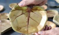 Unique eco-friendly plates from sea grape leaves