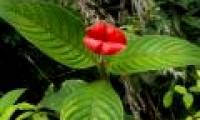 Unique flowers with strange shapes in the world