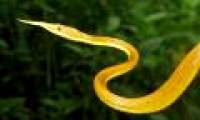 Unique horny snake species in the nose