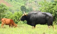 Unique largest cow species in the world in Vietnam: Weighs up to 2 tons, carries rare genes