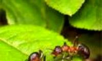 Unique technologies from nature