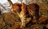 Unknowingly turned the image of one of the world's most precious species