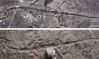 Unknown sea monster revealed in abandoned quarry in China