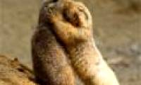 Unknown things about animal language