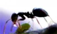 Unknown things about ants