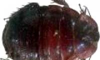 Unknown things about cockroaches
