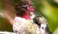 Unknown things about hummingbirds