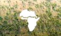 Unprecedented in Africa: The giant green 'wall' is over 8,000km long stretching across 20 countries