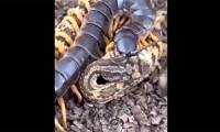 Unsuccessful attack on prey, venomous snake surrenders to giant centipede