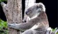 Unusual cooling way of koalas