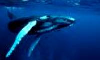 Unusual hunting behavior of humpback whales