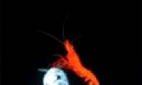 Unusual marine creatures in the groove of New Hebrides