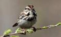 Urban birds are more aggressive than rural birds?