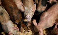US ecosystem threatened by intelligent 'super pig' breed