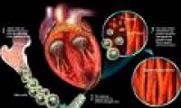 Use fatty tissue stem cells to treat osteoarthritis