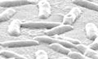 Use gallium metal to cure lung infections