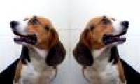 Use genetic modification tools to create super-muscular dogs