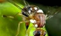 Use genetically modified insects to replace chemicals
