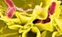 Use harmless bacteria to treat harmful bacteria