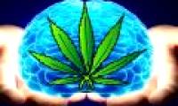 Use marijuana to harm the brain