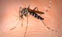 Use mosquitoes to kill dengue fever