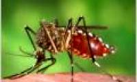 Use mosquitoes to kill mosquitoes