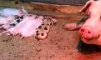 Use robots to cure infertility in pigs