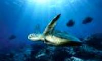 Use robots to explore the oceans