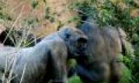 Use sex to compete with enemy love