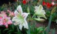 Use sexual hybrid methods to create new orchid varieties