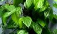 Use this leaf to rinse your mouth, ignoring the chemicals that are being heavily advertised