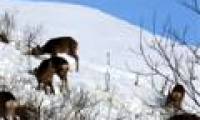 Use wolf urine to ... avoid traffic accidents