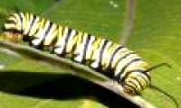 Using bees to kill caterpillars