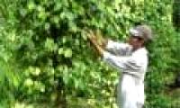 Using probiotics in pepper cultivation