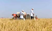 Using straw turns saline soil into fertile agricultural land