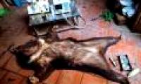 Using unsanitary bear bile will cause cancer