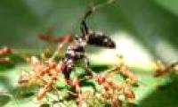 Using weaver ants Oecophylla controls pests and diseases