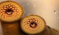 'Vampires' fish invade the lake