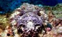 Venom can be fatal for demonic-faced fish