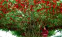 'Very good' tomato varieties produce tens of thousands of fruit per tree