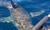 Video: 4m long shark angry at fishing boat engine
