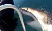 Video: 6 meters long white shark approaching the fishing boat on the Australian sea