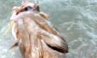 Video: A close-up of a fierce