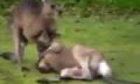 Video: A fiery duel between two boxers Kangaroo