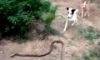 Video: A pair of cooperative dogs biting off a snake 1.5 meters long to save the owner