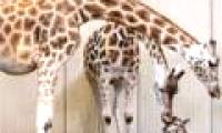 Video about the birth of a giraffe