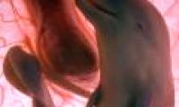 Video: Admire animals in the womb