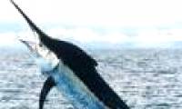 Video: Almost lost his life because of swordfish